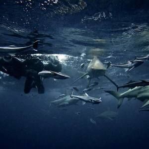 Meet your Posher, Peter